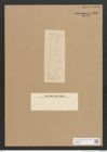 Diatomeae indet. Zeichnungen Sammlung Grunow Nr. 4519 (NHMW-BOT-W0372487)